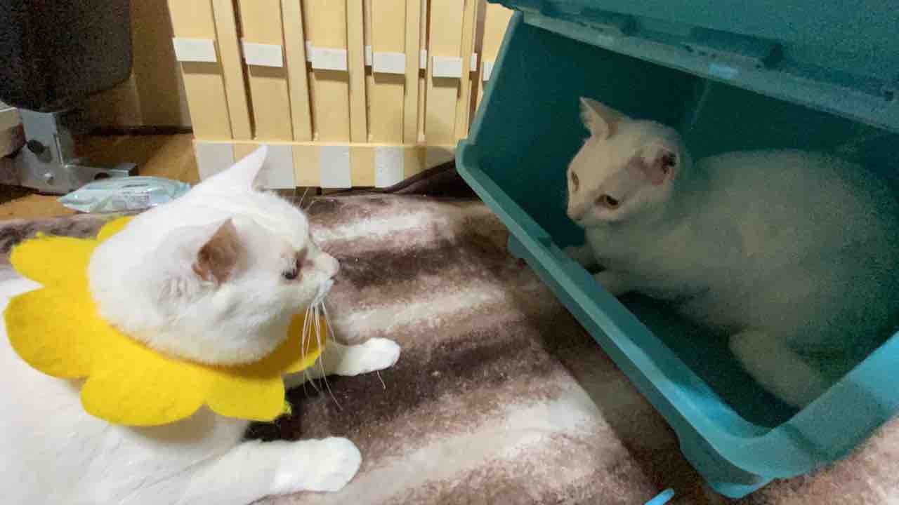 収納ボックス 猫の住処となる 0103 ねこかます 収納ボックス 猫の住処となる 0103 ねこかます