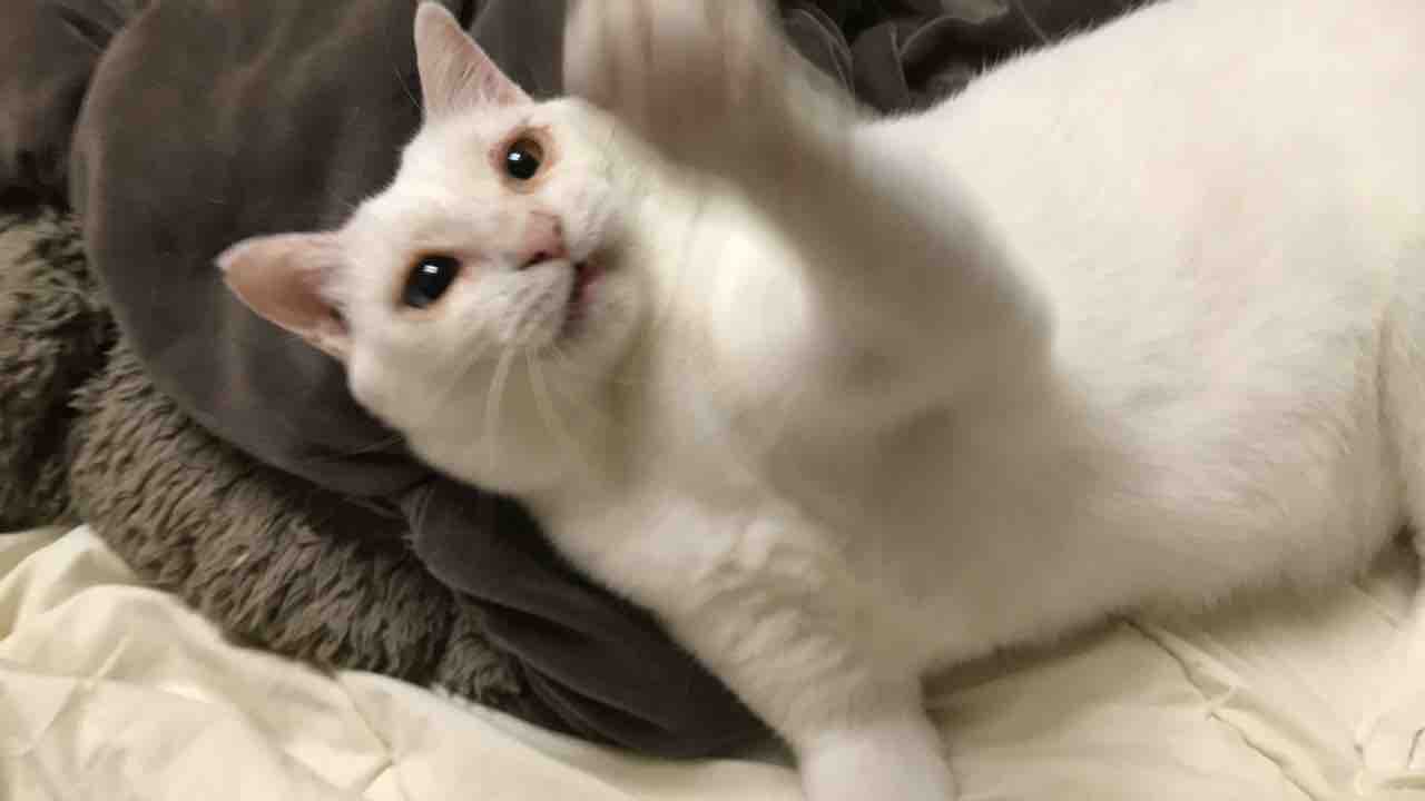 ボロボロの猫 20190817 : ねこかます