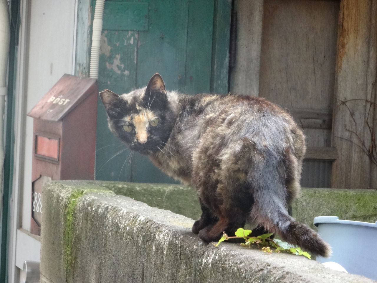 サビ猫模様 ねこかます