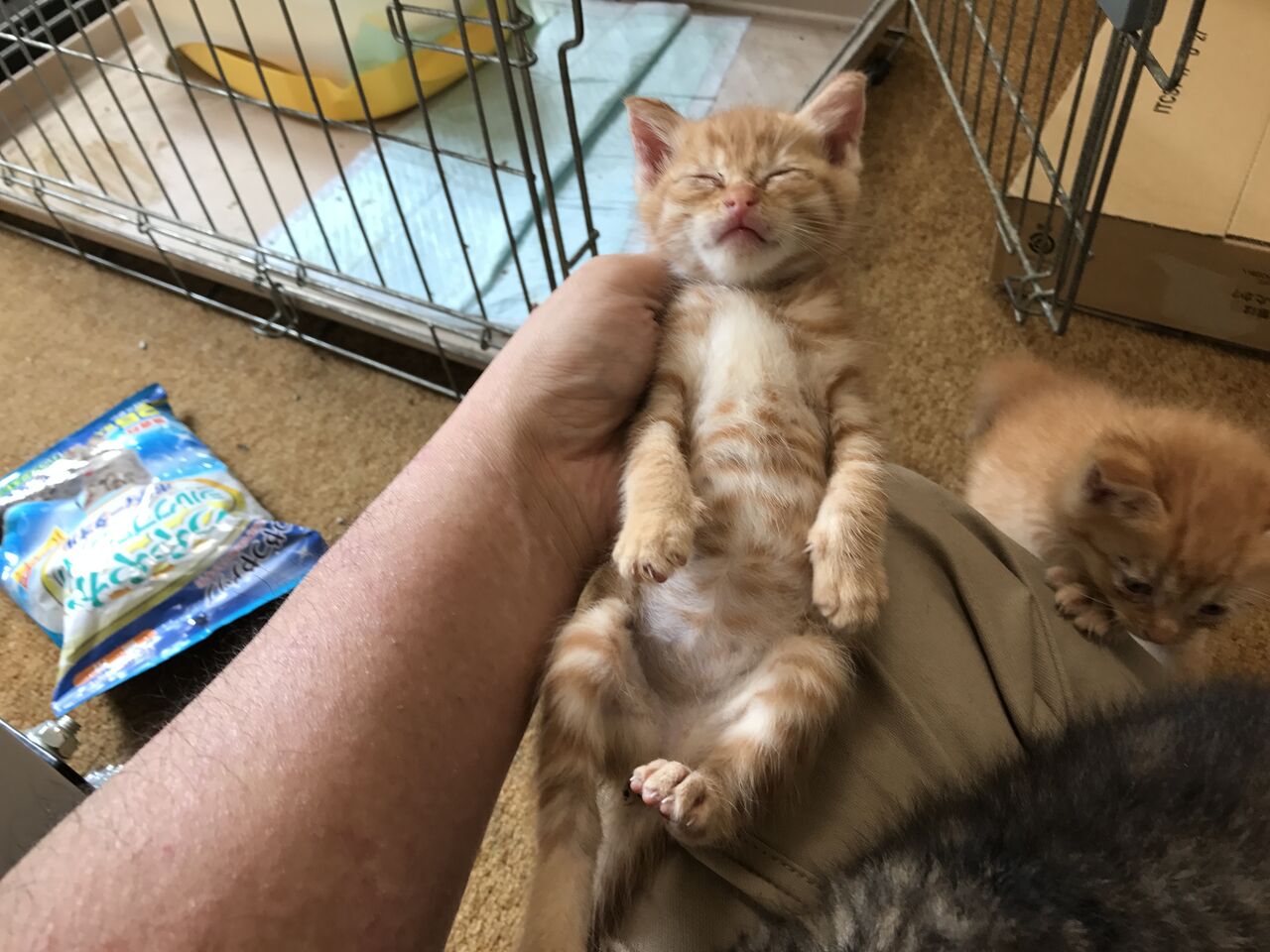 茶トラ猫（お手数おかけしたため少しお値引きいたしました） 首をかしげる茶トラ猫｜WooBia公式オンラインショップ – WooBia