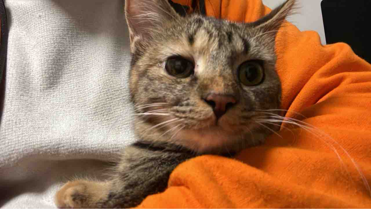 猫の目やにの不思議 20250114 : ねこかます