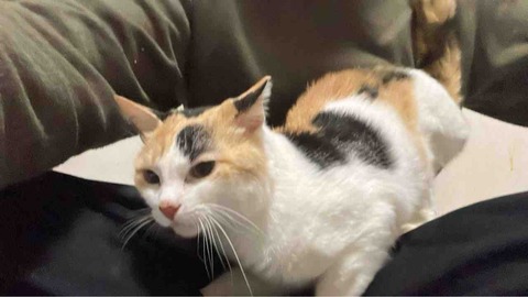 オス三毛王子様猫の食育 20241227 : ねこかます