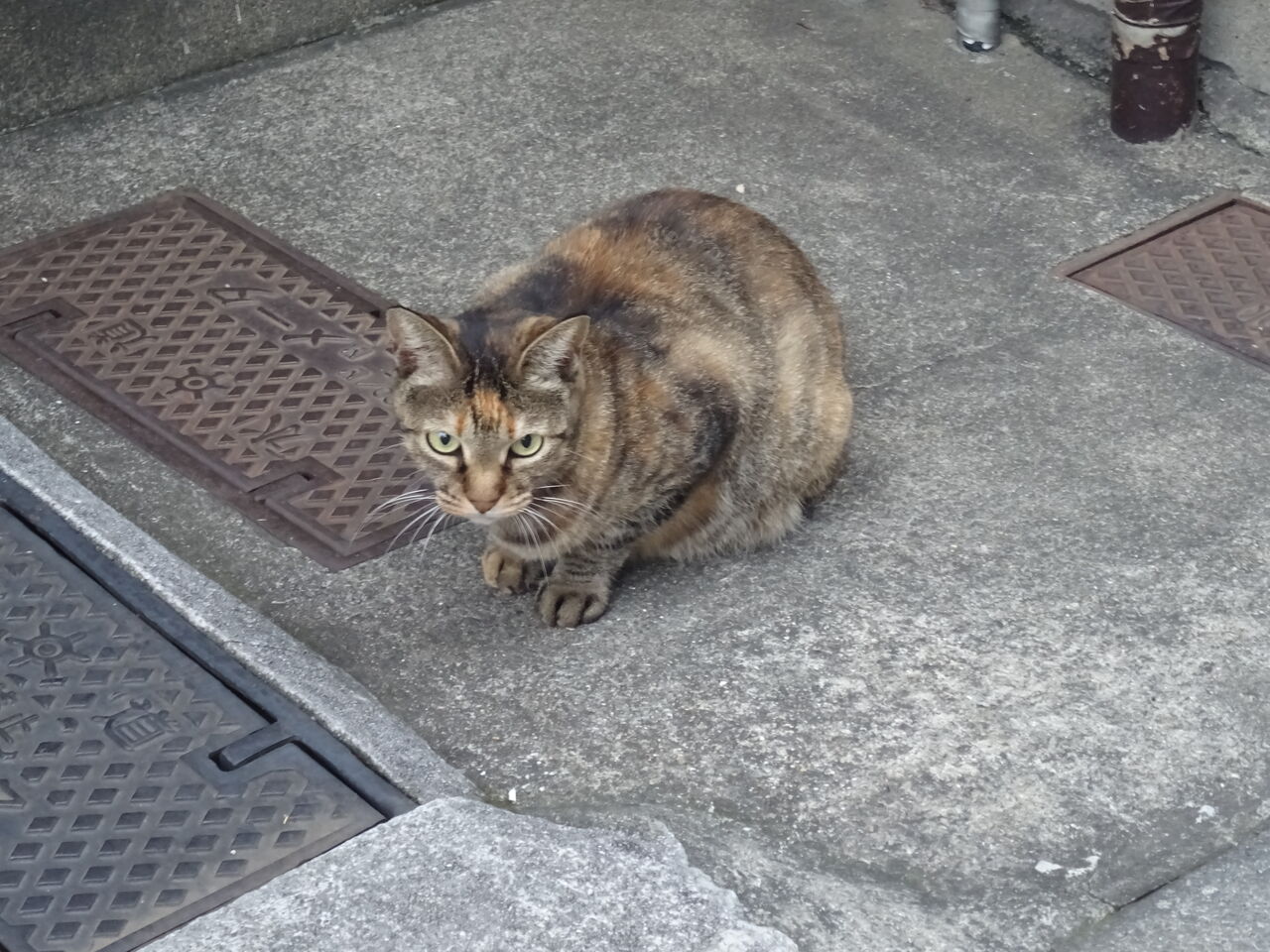 野良猫たち 血縁内の仁義なき戦い 0804 ねこかます 野良猫たち 血縁内の仁義なき戦い 0804 ねこかます