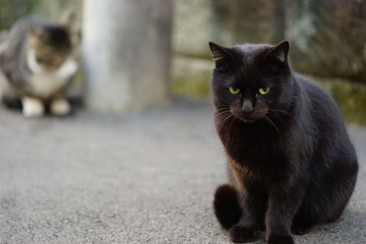 独断と偏見による猫の毛色性格診断 ねこかます