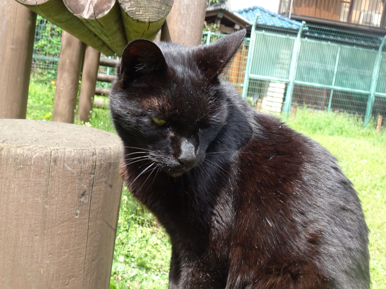 猫の 対猫と対人 ねこかます