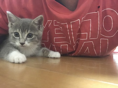 写真 2019-06-09 21 40 44