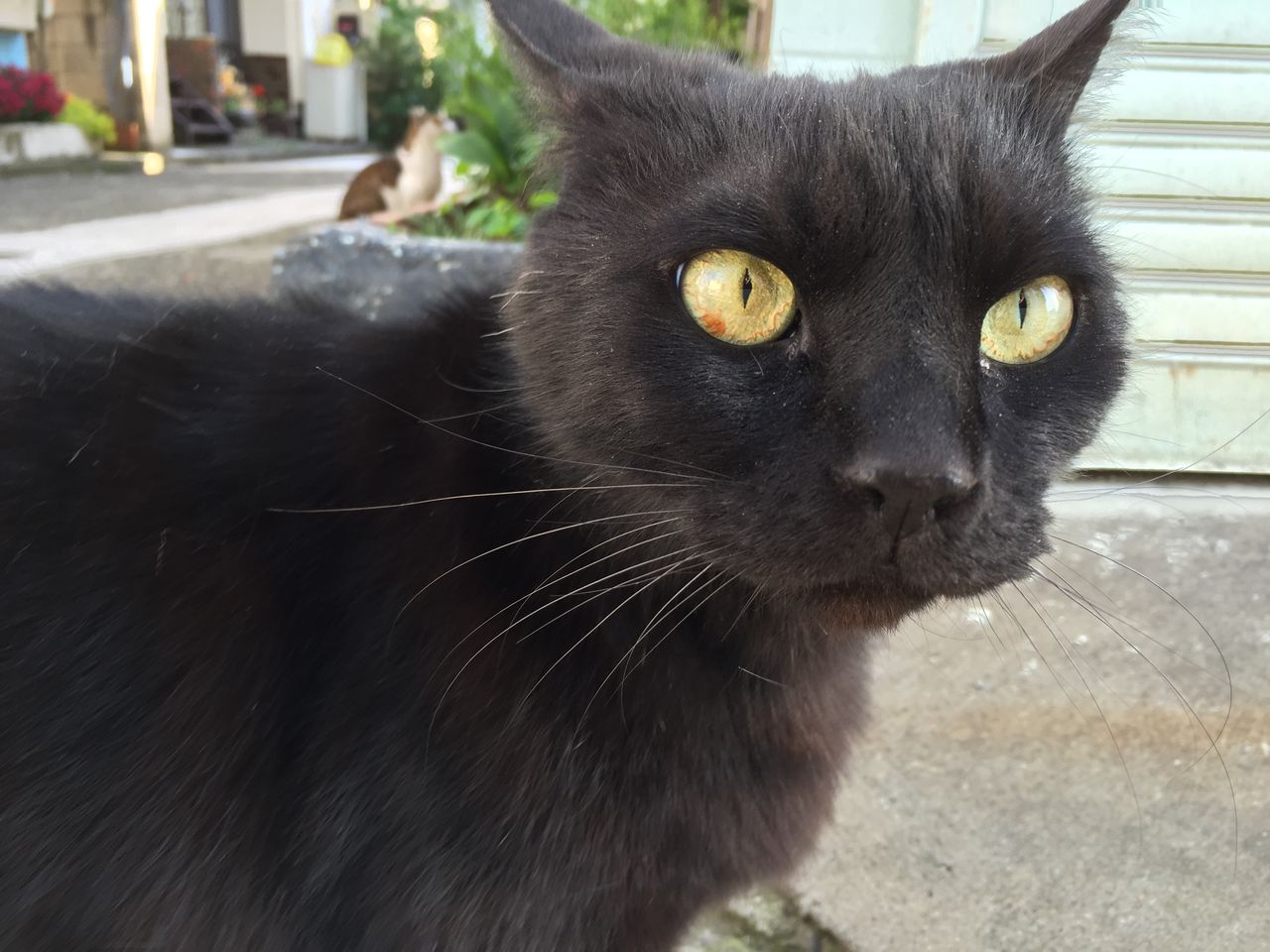 猫の視覚の不思議 ねこかます 猫の視覚の不思議 ねこかます