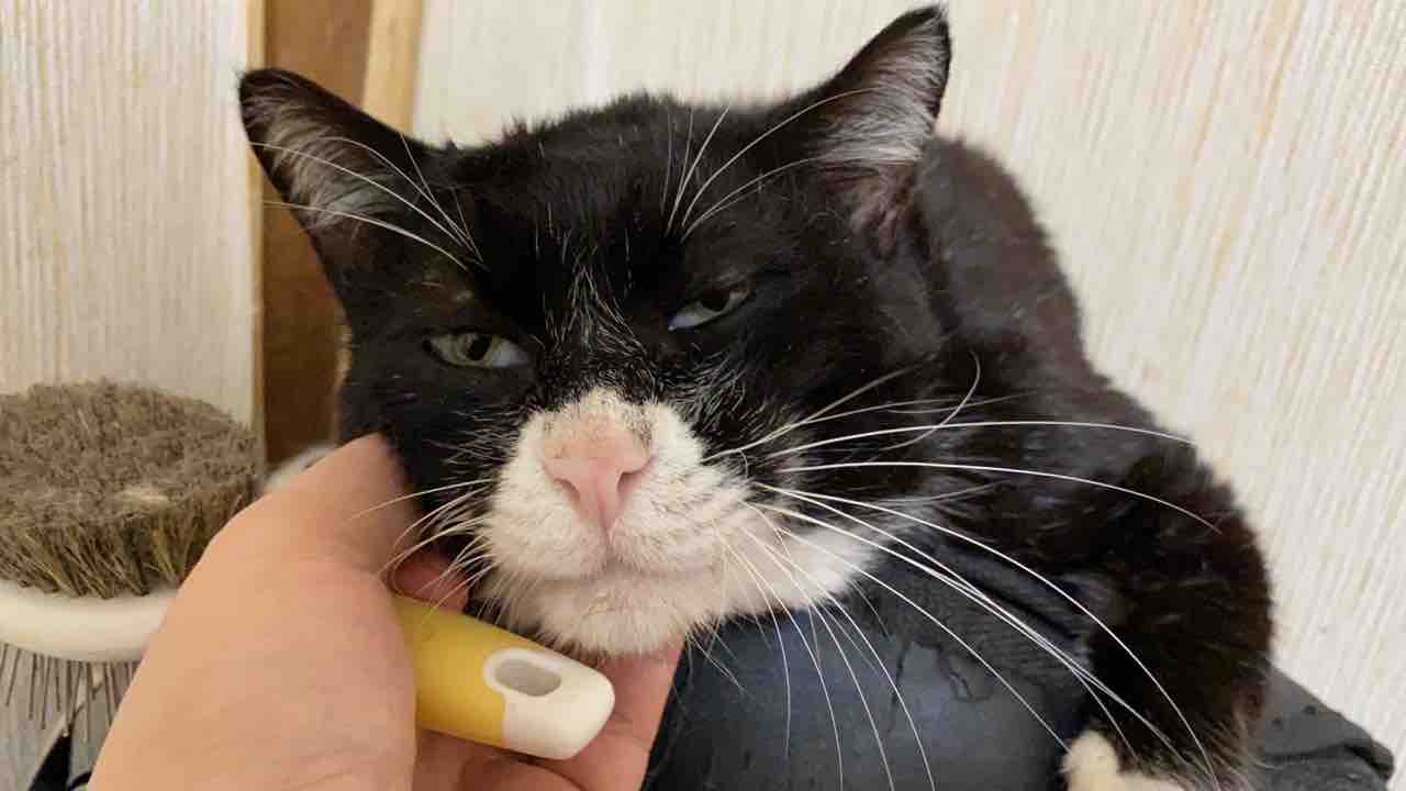 クロちゃん A K A モノクロの4号 0425 ねこかます