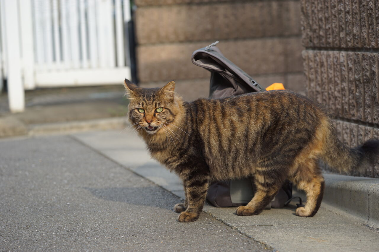 写真を撮られたい野良猫 20260406 : ねこかます
