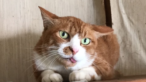 写真 2017-09-13 7 59 15