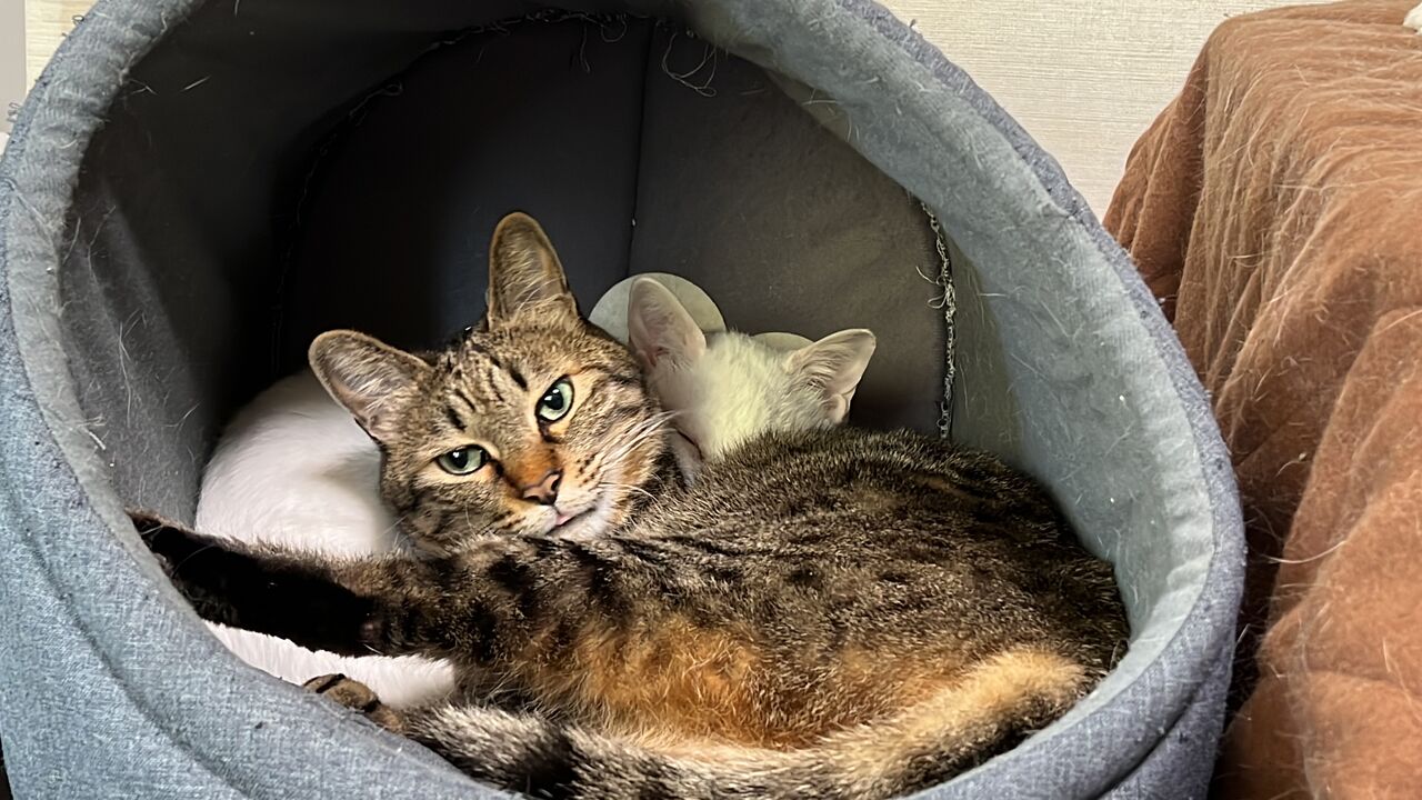 茶トラ猫の驚きの数値 20250410 : ねこかます