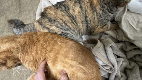 写真 2025-04-09 21 58 19