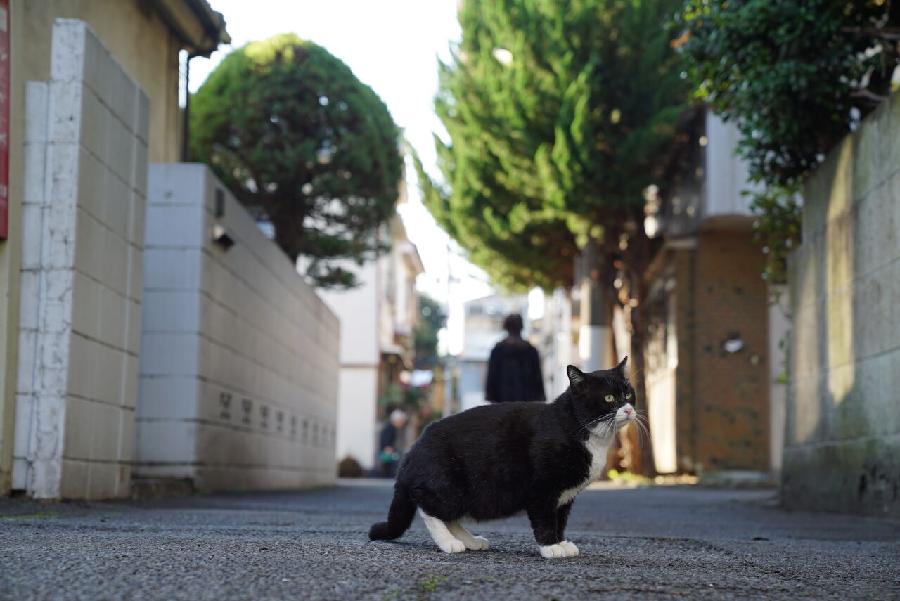 猫は恩を二日で忘れる 1217 ねこかます 猫は恩を二日で忘れる 1217 ねこかます