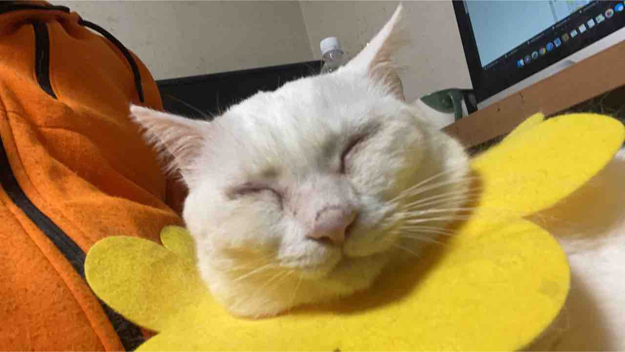 鈍黄色