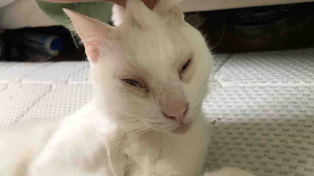 ねこかます                nekokamasu