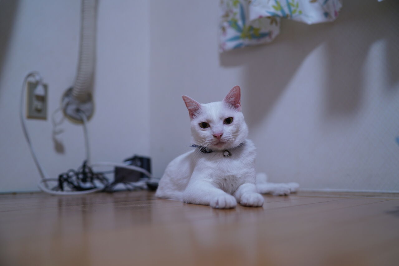 ほぼ公開してない時期の話 20260313 : ねこかます