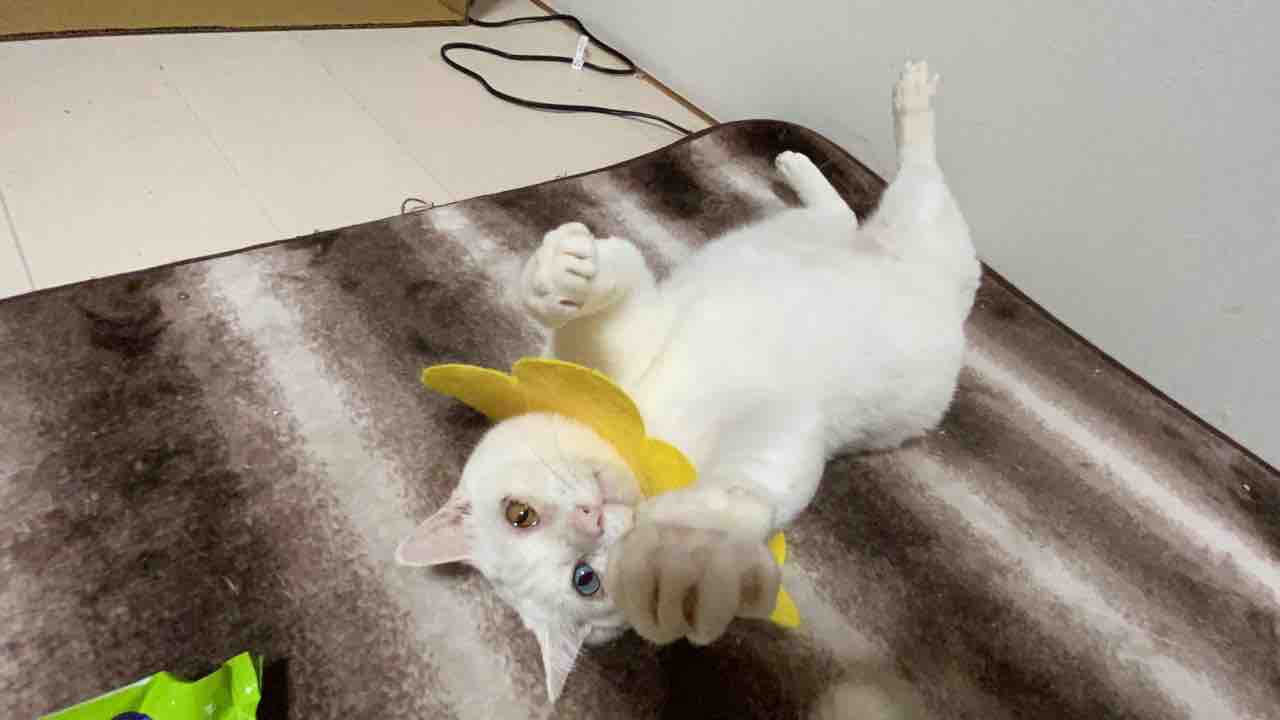 たんぽぽエリザベス 0409 ねこかます たんぽぽエリザベス 0409 ねこかます