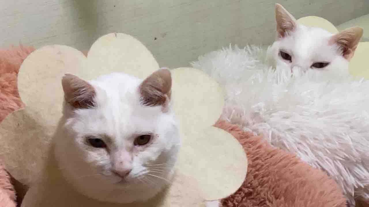 猫たちのお気に入りの場所 ねこかます 猫たちのお気に入りの場所 ねこかます