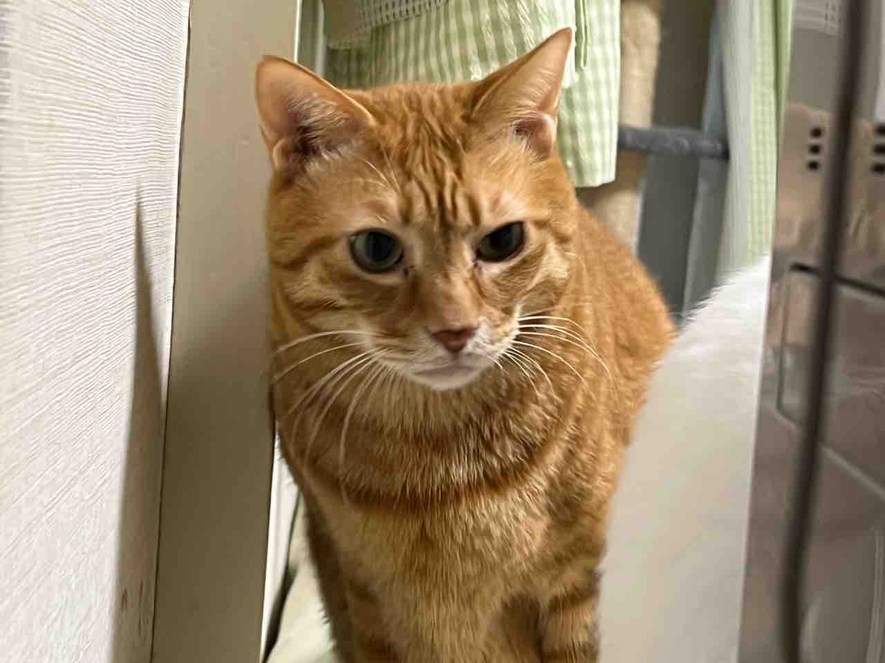 寅年のトラ猫たち 2102 ねこかます 寅年のトラ猫たち 2102 ねこかます