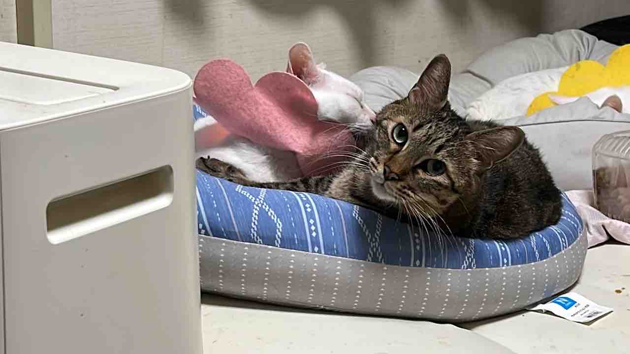 次男坊猫 オブ ザ イヤー5連覇猫 ねこかます