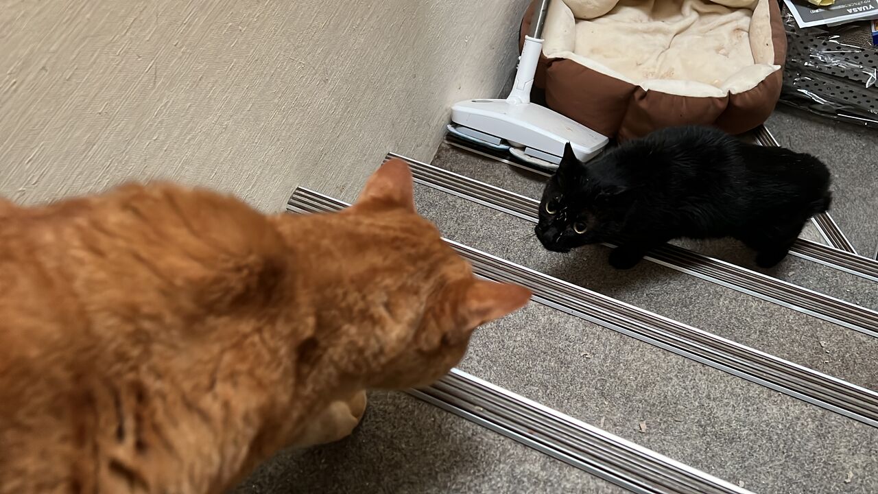 猫のコミュ力モンスター 20260708 : ねこかます