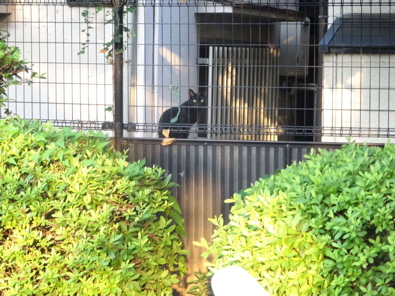 茶トラ3兄弟たち、12周年 20250830 : ねこかます 茶トラ3兄弟たち、12周年 20250830 : ねこかます