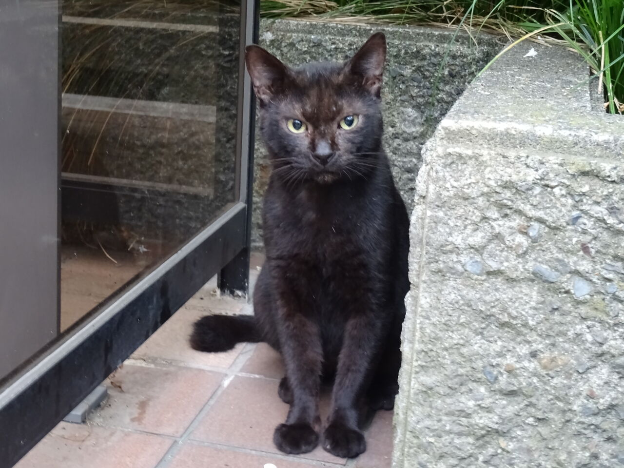 黒猫の空似 0818 ねこかます 黒猫の空似 0818 ねこかます