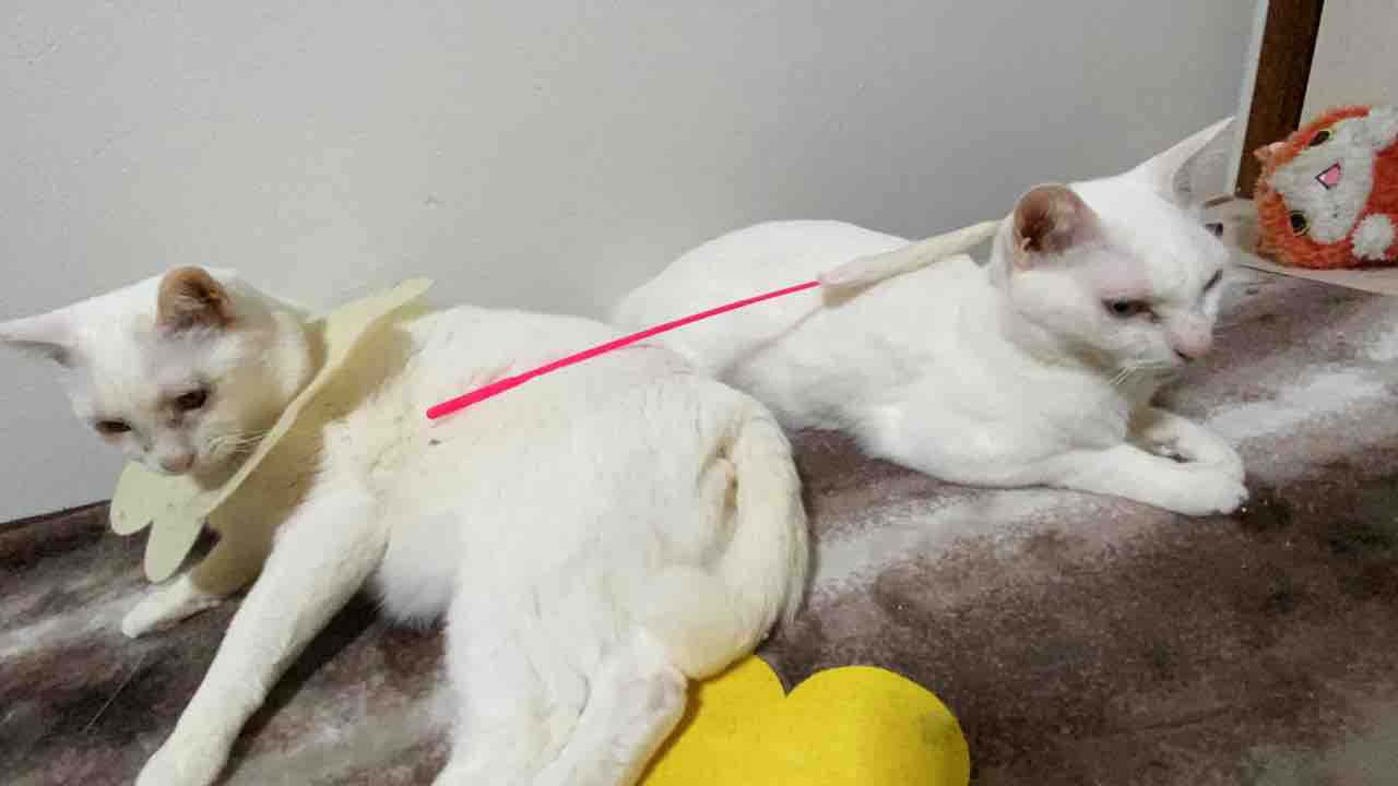 猫と馬刺し 0318 ねこかます
