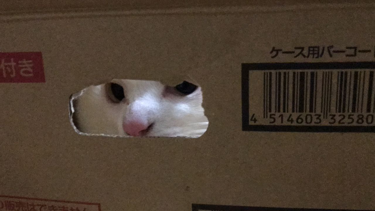 拗ねる猫 ねこかます 拗ねる猫 ねこかます