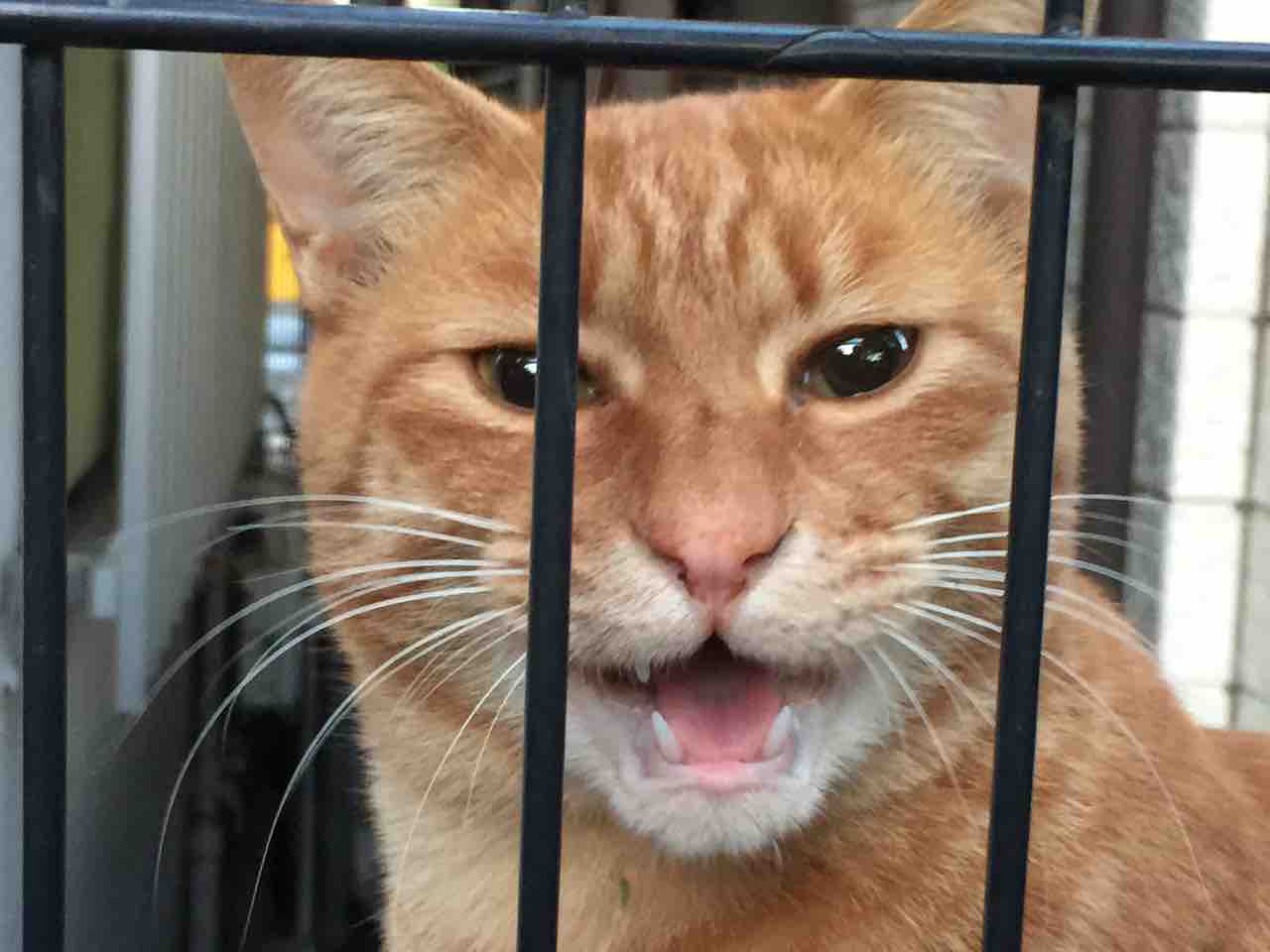 猫の シャー 1210 ねこかます