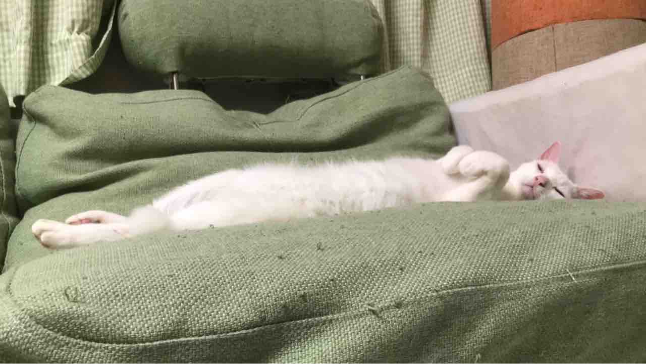 長い猫 ねこかます
