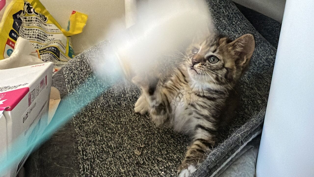 保護子猫・琥麦（こむぎ）デビュー 20240630 : ねこかます