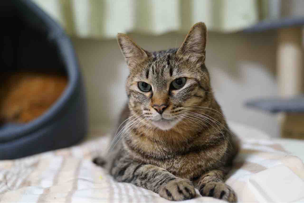 良い子の次男坊猫 悪い子になる ねこかます