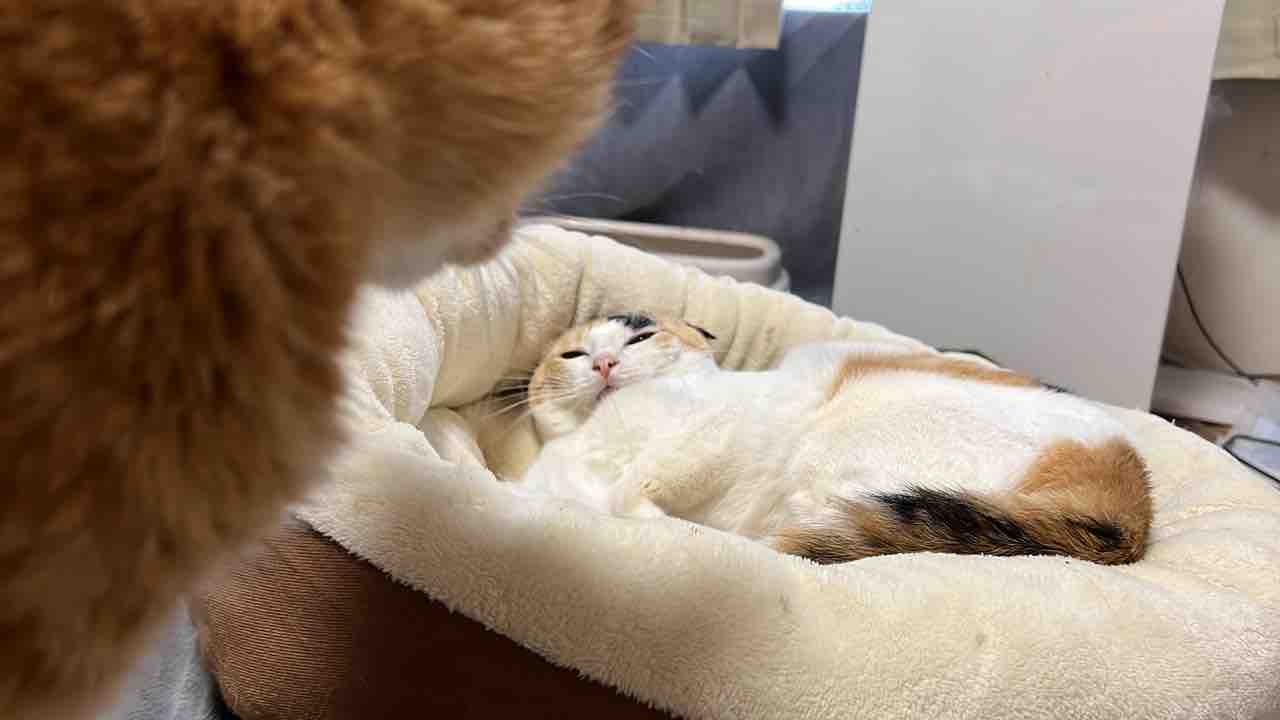 オス三毛猫のビビリ芸 ねこかます