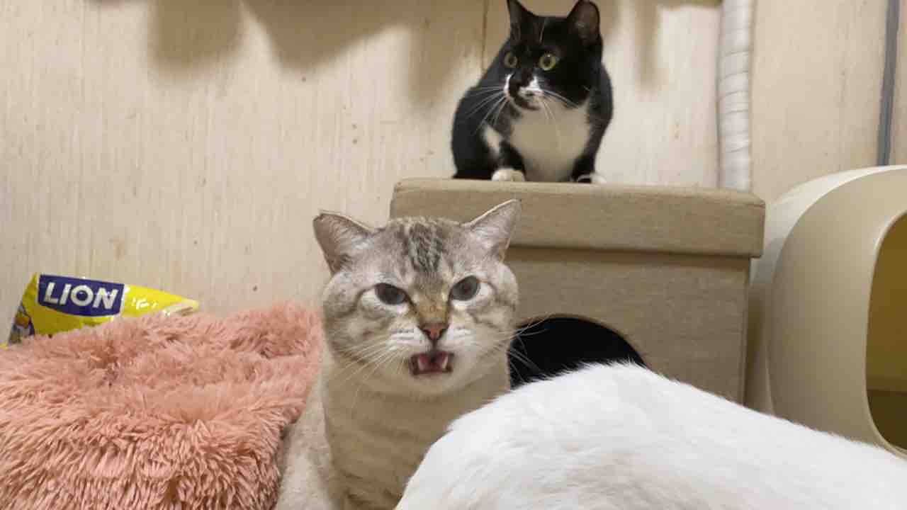 当アカウント登場猫の変遷 20220427 : ねこかます