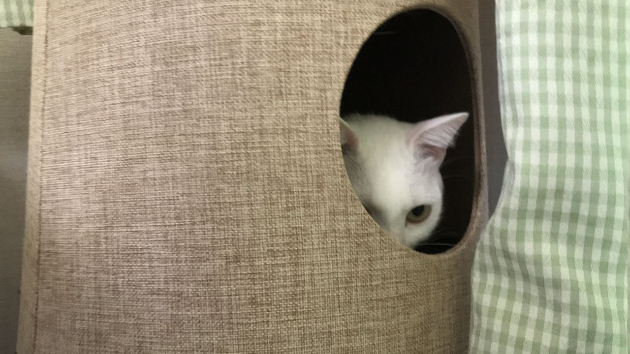 拗ねる猫 ねこかます