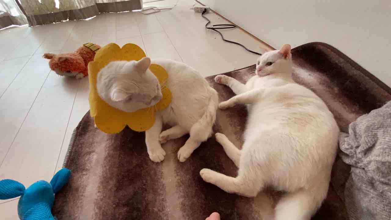 猫をサボるふたり 01 ねこかます 猫をサボるふたり 01 ねこかます