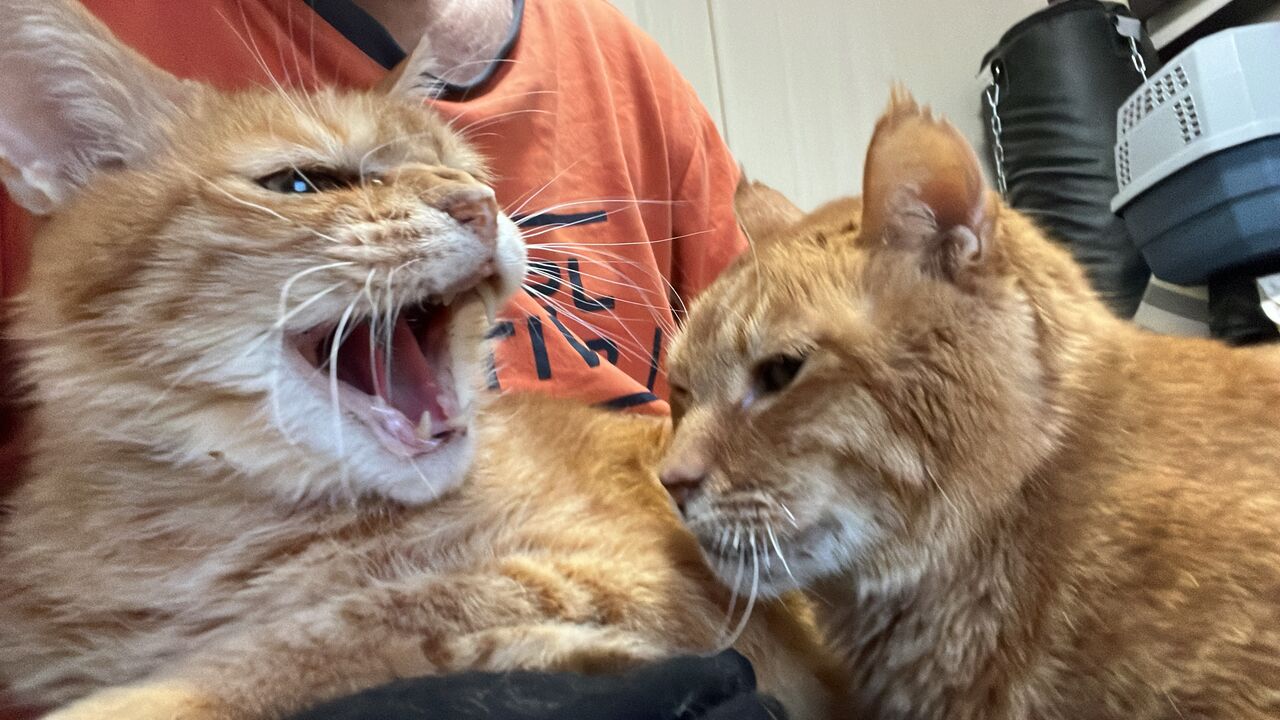 シャー する猫しない猫 2506 ねこかます