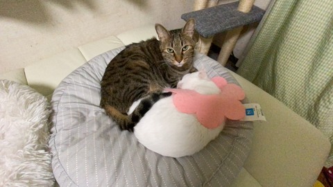 写真 2021-01-03 6 52 49