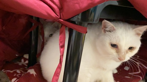 写真 2019-12-02 22 14 27