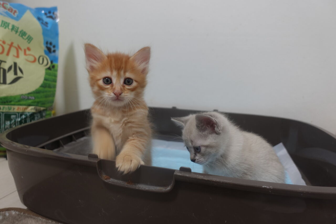 ふたりの時間差茶トラ子猫 20260502 : ねこかます