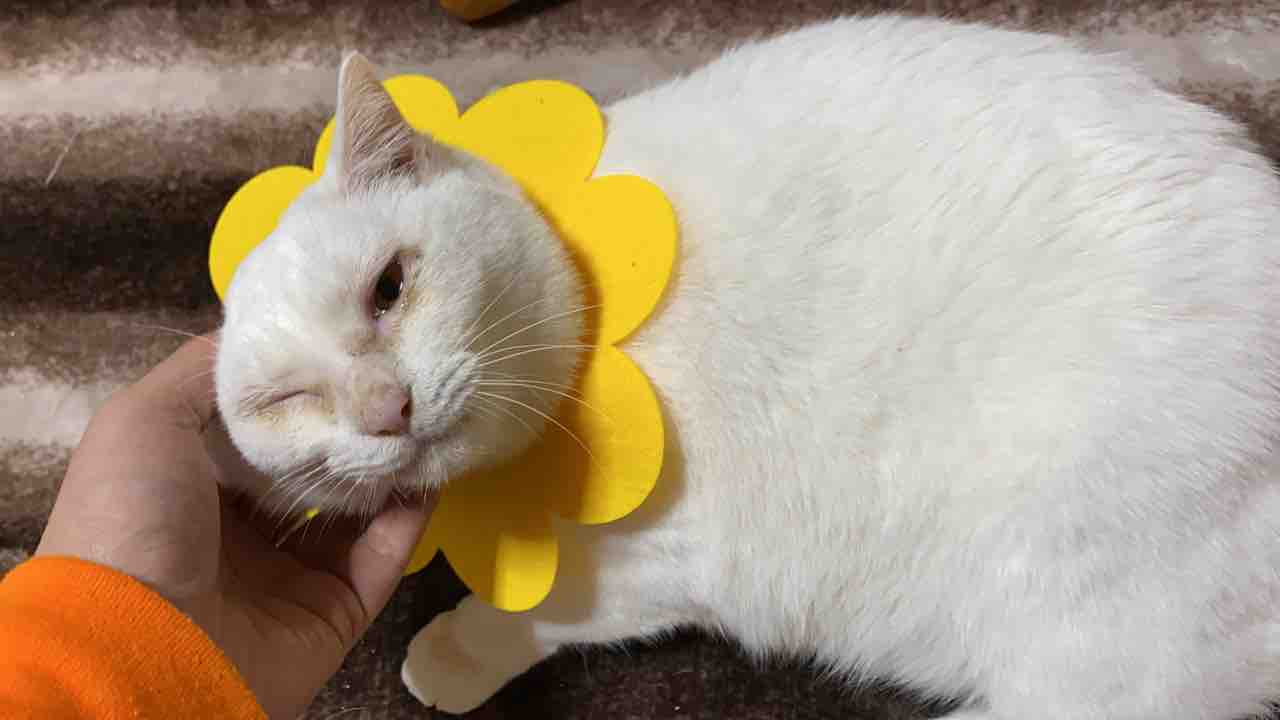 猫の尿の採取 20191219 : ねこかます