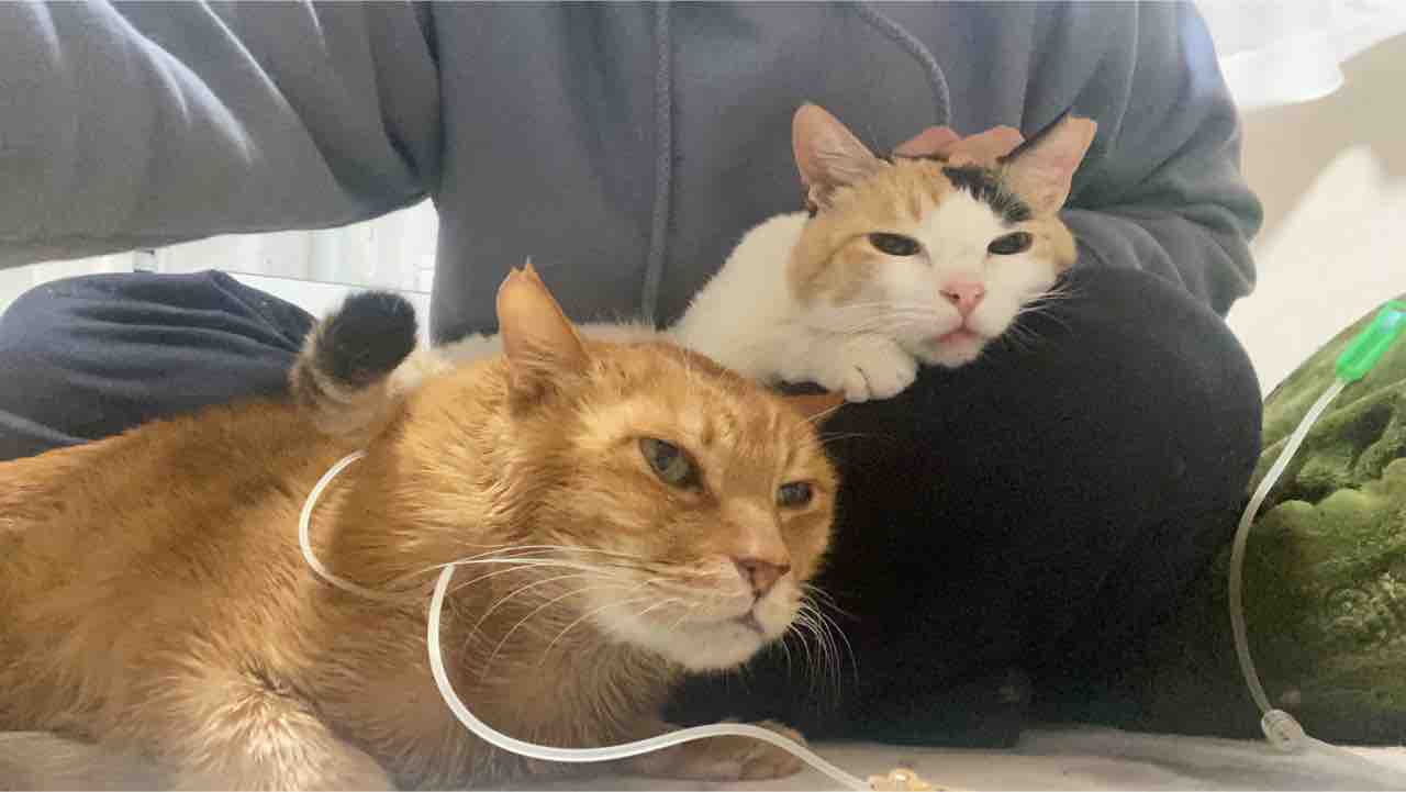 腎不全の低調期 20210217 : ねこかます