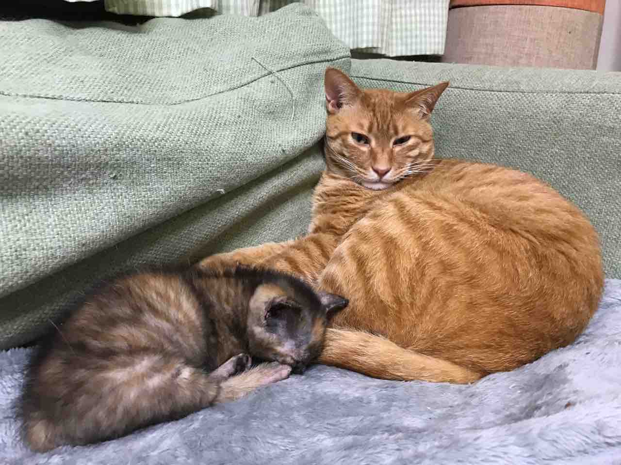 頭は子猫 見た目はとうちゃん ねこかます 頭は子猫 見た目はとうちゃん ねこかます