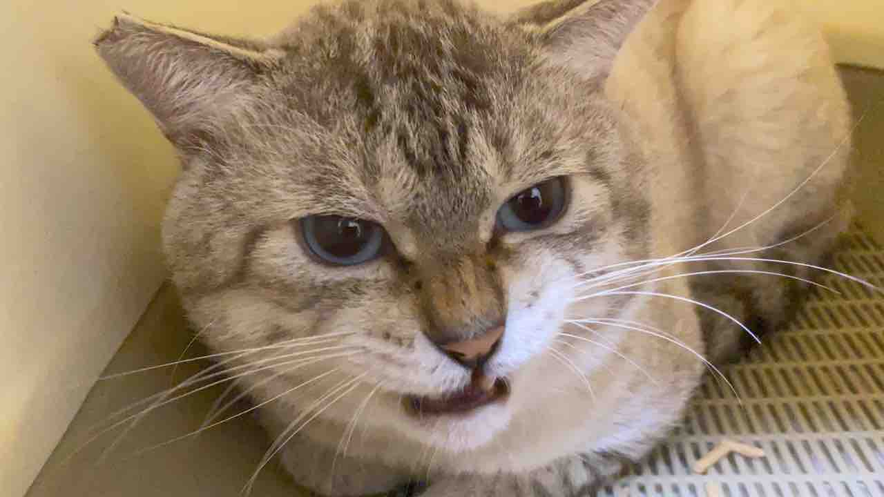 顔面力の猫 20210209 : ねこかます