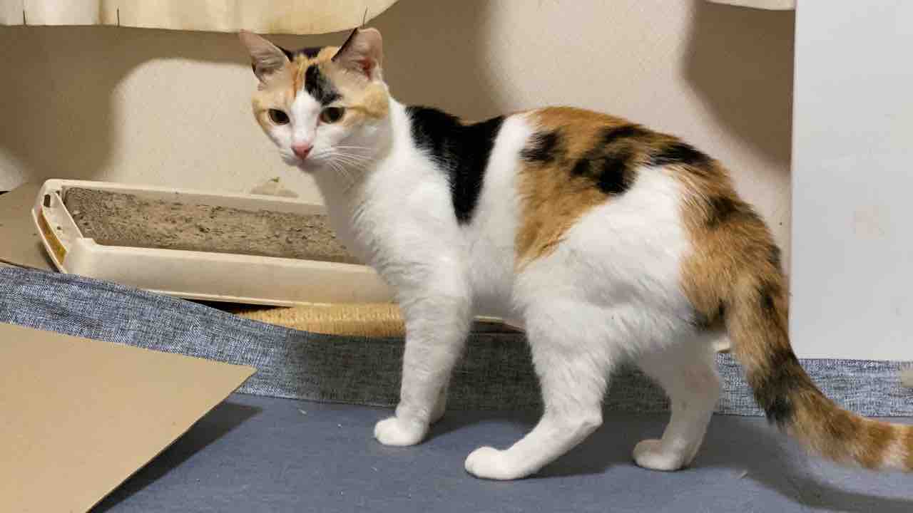 猫たちの名前の由来 0712 ねこかます 猫たちの名前の由来 0712 ねこかます