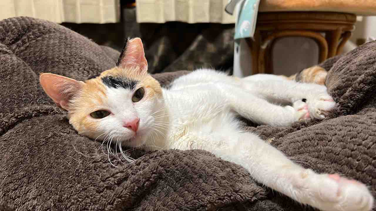 簡単な登場猫紹介2023年版 20230103 : ねこかます