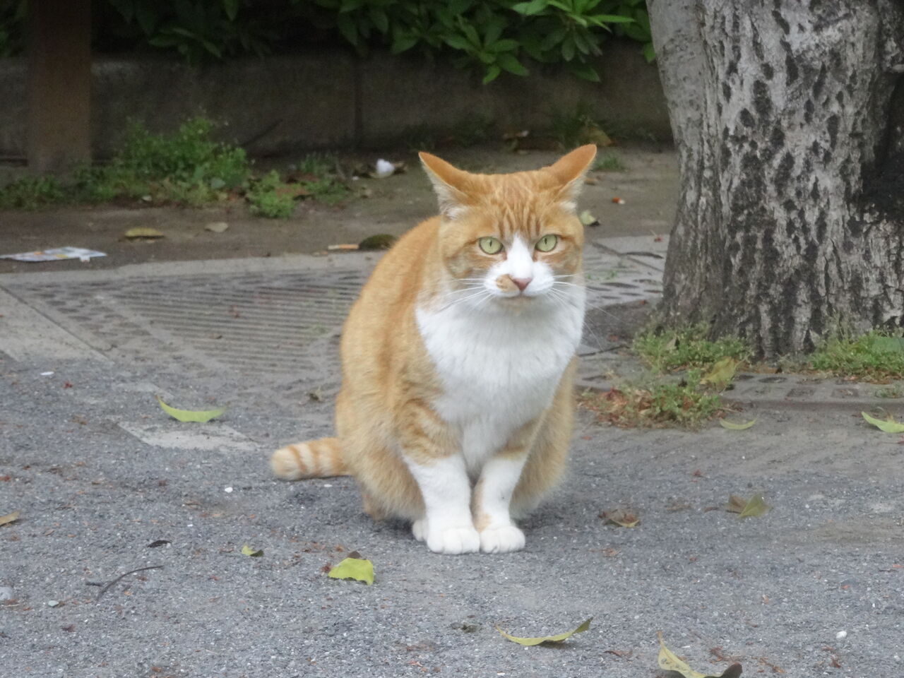 猫の怒り ねこかます