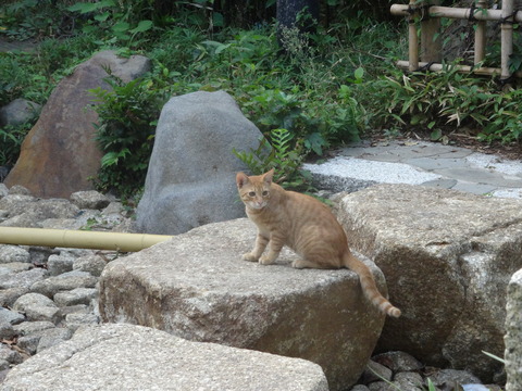 DSC00918