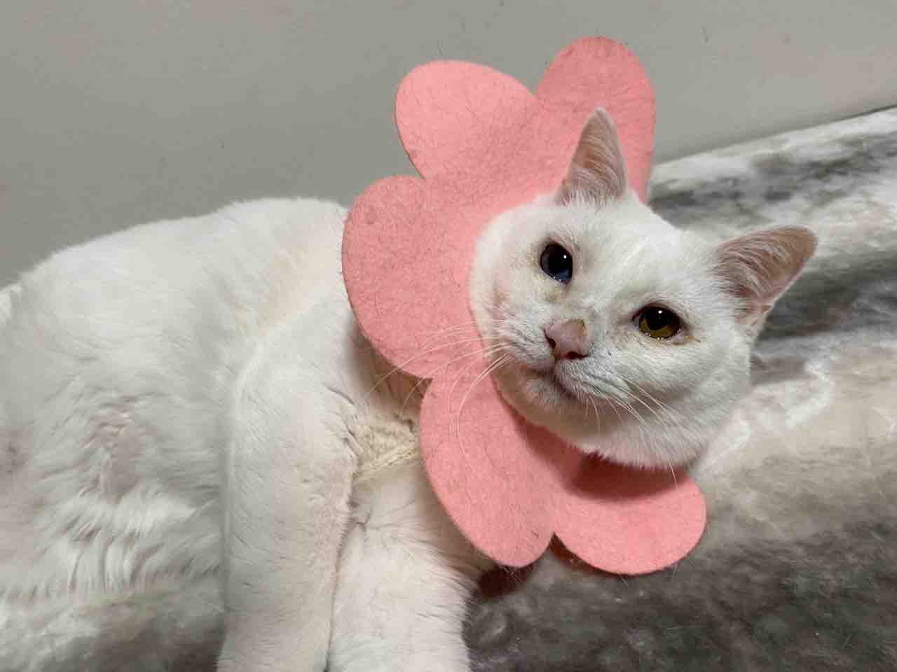 白猫型珍獣 目がきれいになる ねこかます 白猫型珍獣 目がきれいになる ねこかます